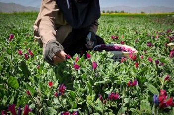 کاشت،داشت و برداشت گیاهان دارویی